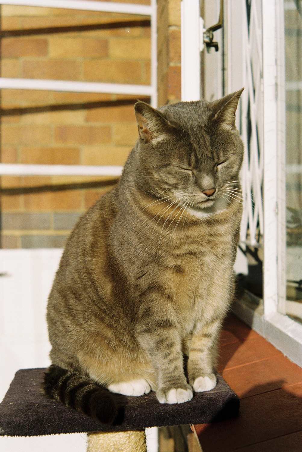 Simmies Cat Film Photography