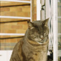 Simmies Cat Film Photography